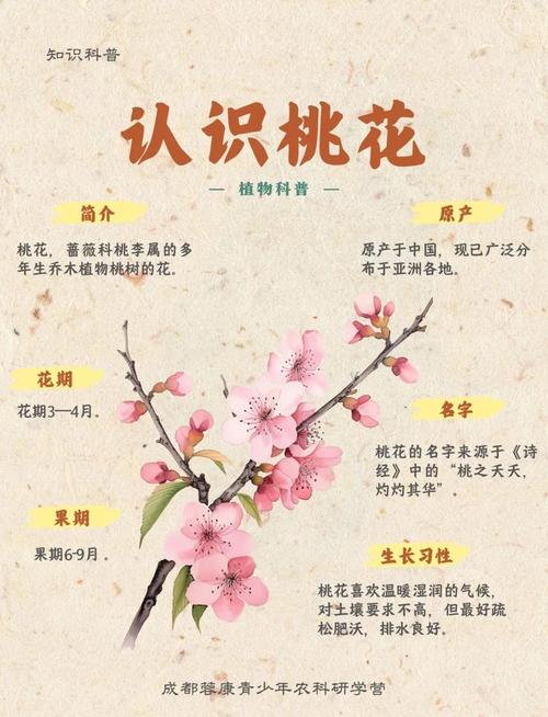 桃花位為什么不能擺放干花