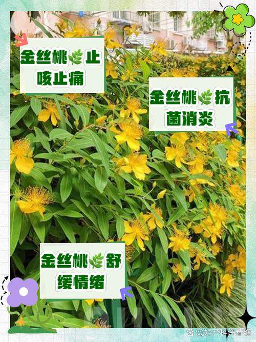 金桃花會被破壞掉？