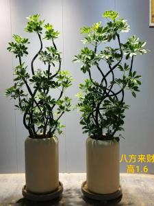 辦公室綠色植物適合擺放什么風(fēng)水 辦公桌綠色植物招財(cái)擺放位置