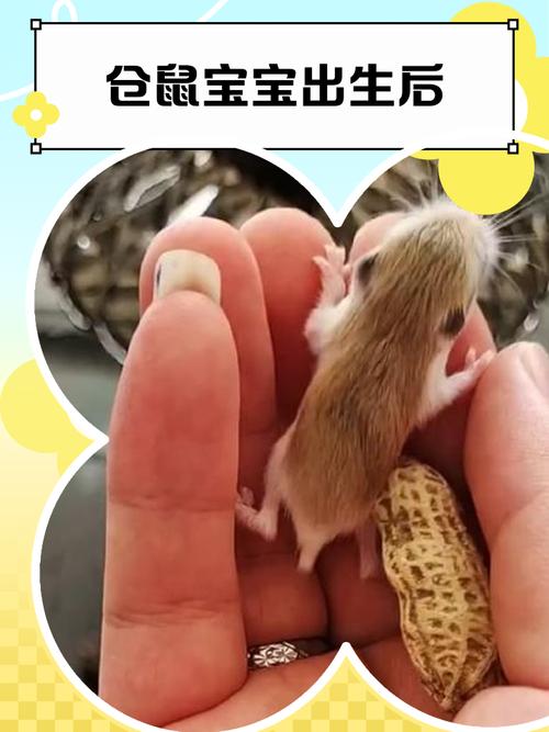 2020年1月份出生的鼠寶寶好嗎 哪天出生好