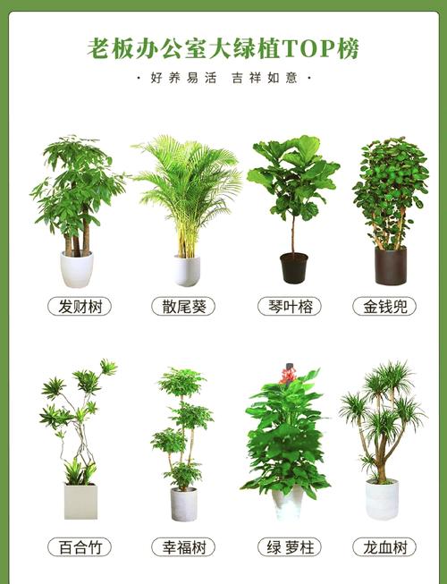 辦公室擺放什么植物風水好