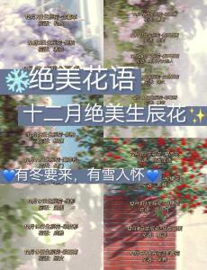 生日花語·十二月