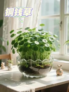 銅錢(qián)草擺放在財(cái)位可以嗎,銅錢(qián)草可以放在財(cái)位嗎
