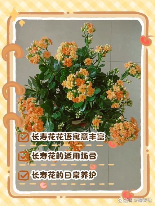 客廳擺長壽花有什么好處 有什么作用