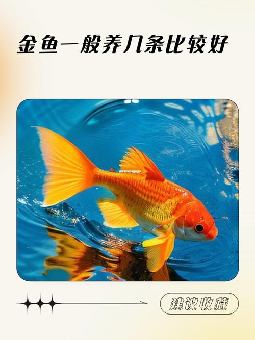 風(fēng)水魚養(yǎng)幾條好旺財