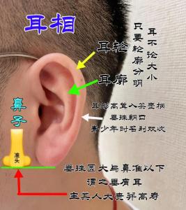 面相耳朵大代表什么