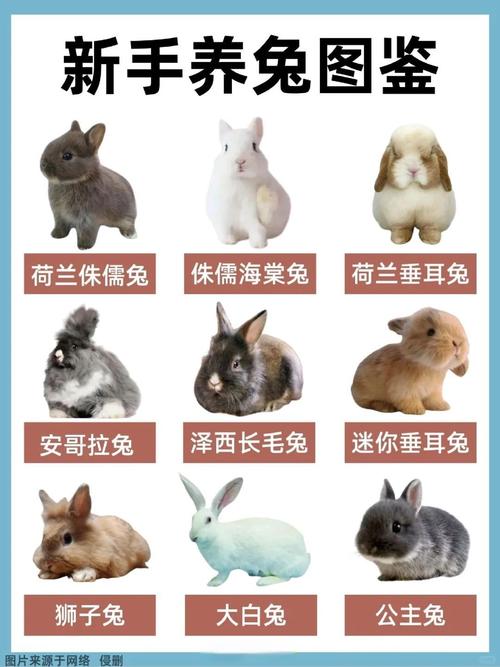 十一月兔好還是十二月兔好