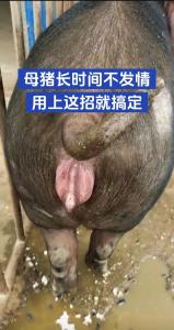 1983年的豬什么時候翻身
