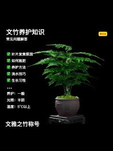 辦公室植物應該注意的問題