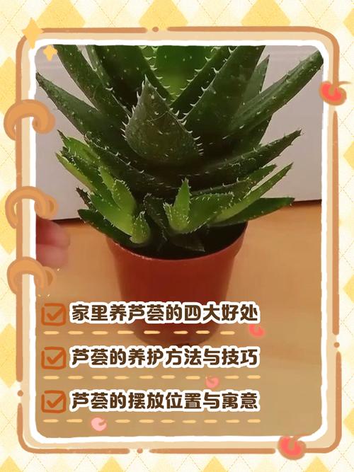 蘆薈擺放風水講究，蘆薈的風水作用