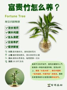 科學(xué)驗(yàn)證過的富貴竹長根后怎么養(yǎng)