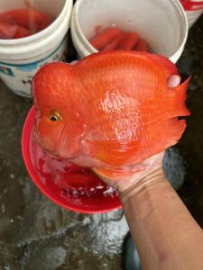 財神魚和鸚鵡魚的區(qū)別，主要看頭