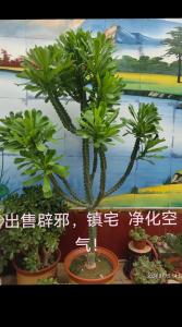霸王鞭的風(fēng)水作用，聽說可以祛邪避災(zāi)