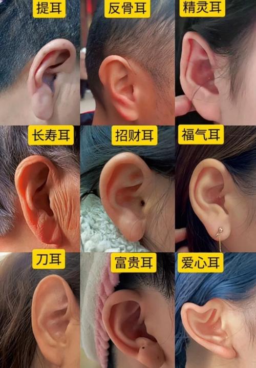 元寶耳和招風耳的區(qū)別 元寶耳朵的形狀看命運