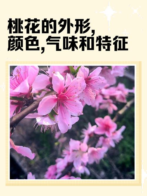 最容易惹爛桃花的體相特征