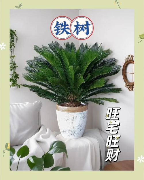 辦公室風水植物鐵樹