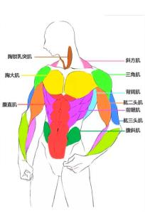 男人身體必須有肉的部位