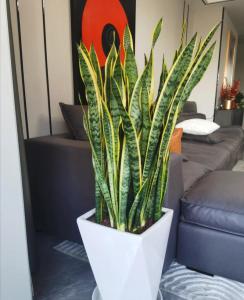 辦公室擺放虎皮蘭植物有什么風水影響
