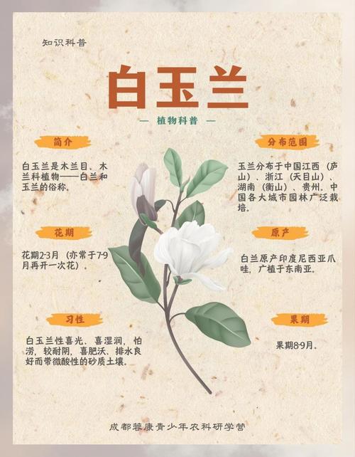 白玉蘭風水寓意象征意義