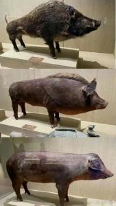豬轉世的特征是什么