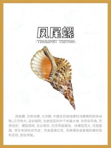 海螺在風水中是什么寓意