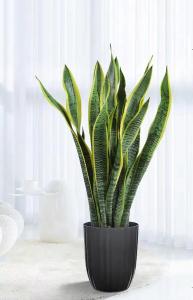 辦公室種植虎皮蘭有哪些風(fēng)水知識