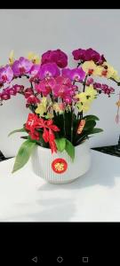 吉利招財的花
