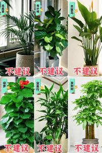 大盤點：裝修不能養的花草都有哪些