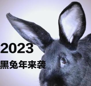 2023黑兔是好是壞 2023年黑兔命運分析