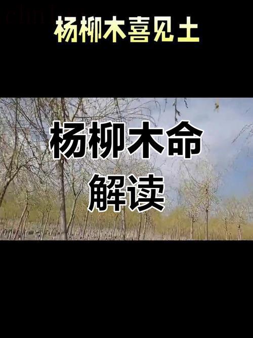 八字楊柳木是什么意思