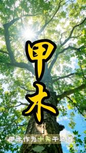 八字甲木遇什么地支大富大貴 甲木遇什么旺夫