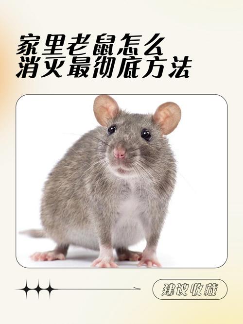 屬鼠在2024需要躲著的生肖 屬鼠需要遠離哪些人