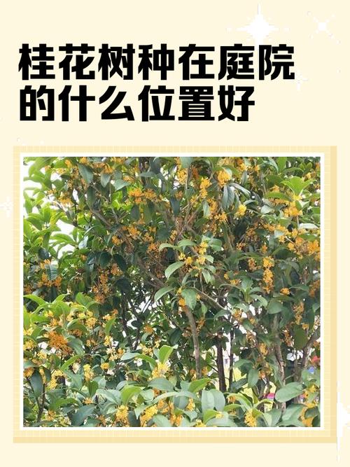 桂花樹種植方位風水有什么講究
