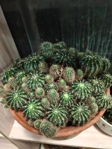 大仙人球擺放的風水講究