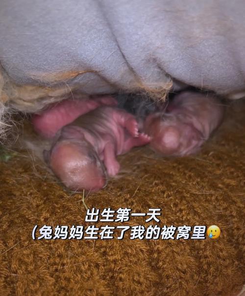 2023年9月29日中秋節出生的兔寶寶好嗎 怎么樣