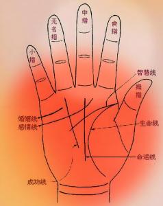 女人富貴命的手型,在相學中手掌厚代表什么