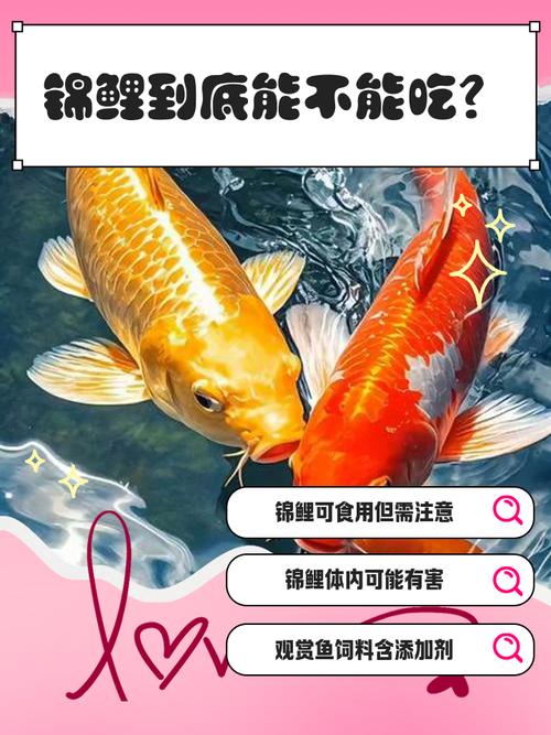 風水故事之遇到風水魚，吃是不吃？