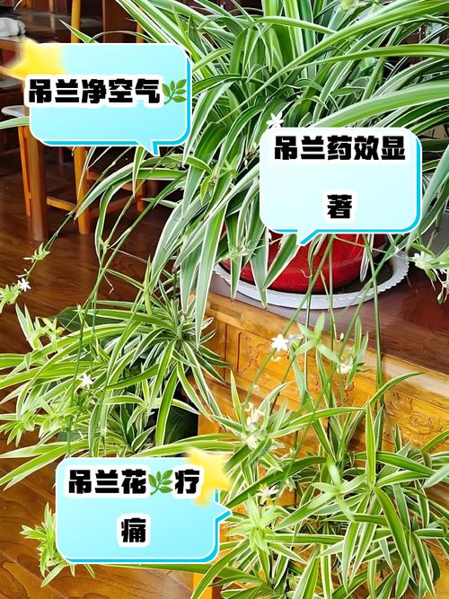 吊蘭風(fēng)水禁忌有什么