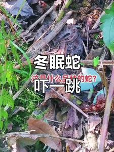 大冬天看見蛇預示什么