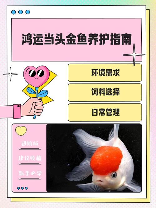 飼養風水魚的作用