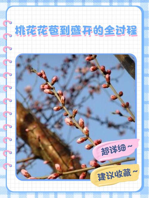 情人節讓你桃花朵朵開的方法