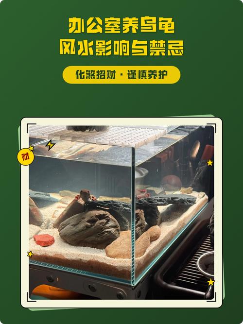 辦公室養(yǎng)龜風(fēng)水講究