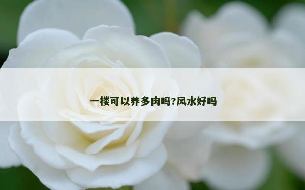 一樓可以養多肉嗎?風水好嗎