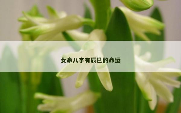 女命八字有辰巳的命運