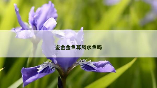 鎏金金魚算風水魚嗎