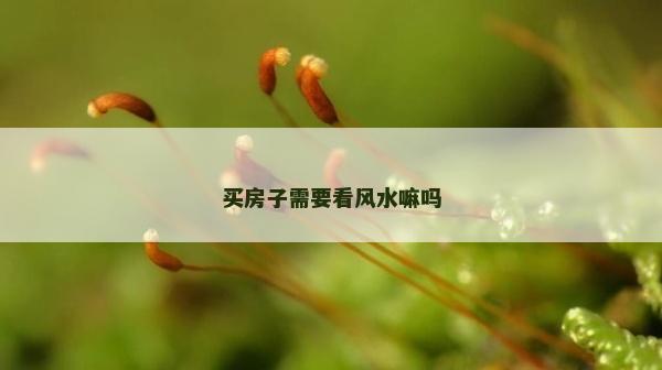 買(mǎi)房子需要看風(fēng)水嘛嗎