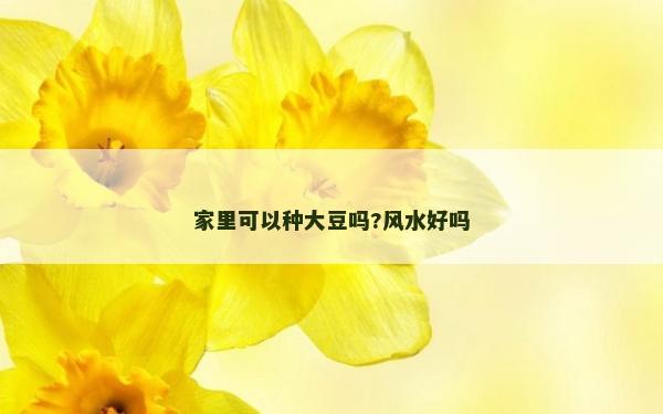 家里可以種大豆嗎?風(fēng)水好嗎