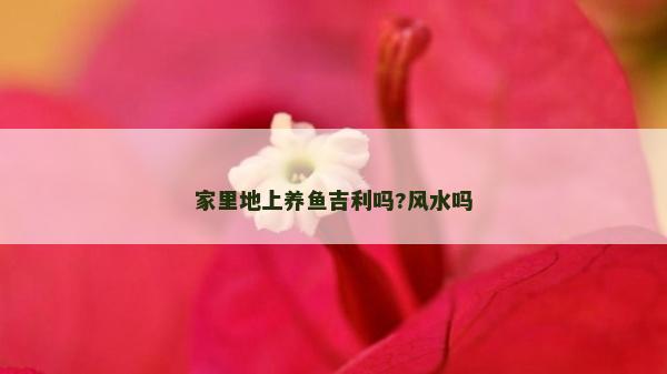 家里地上養(yǎng)魚吉利嗎?風(fēng)水嗎