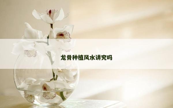 龍骨種植風水講究嗎