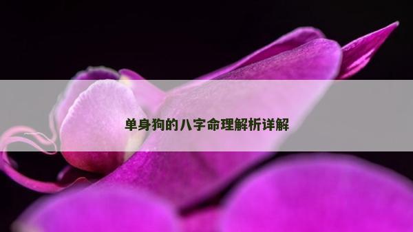 單身狗的八字命理解析詳解